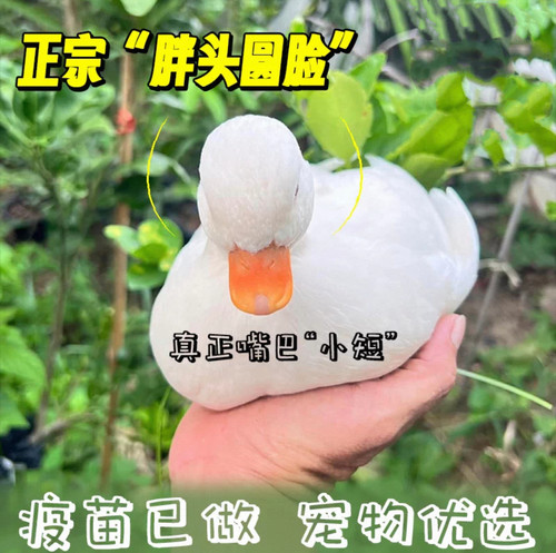 纯种宠物柯尔鸭公母可选指导喂养