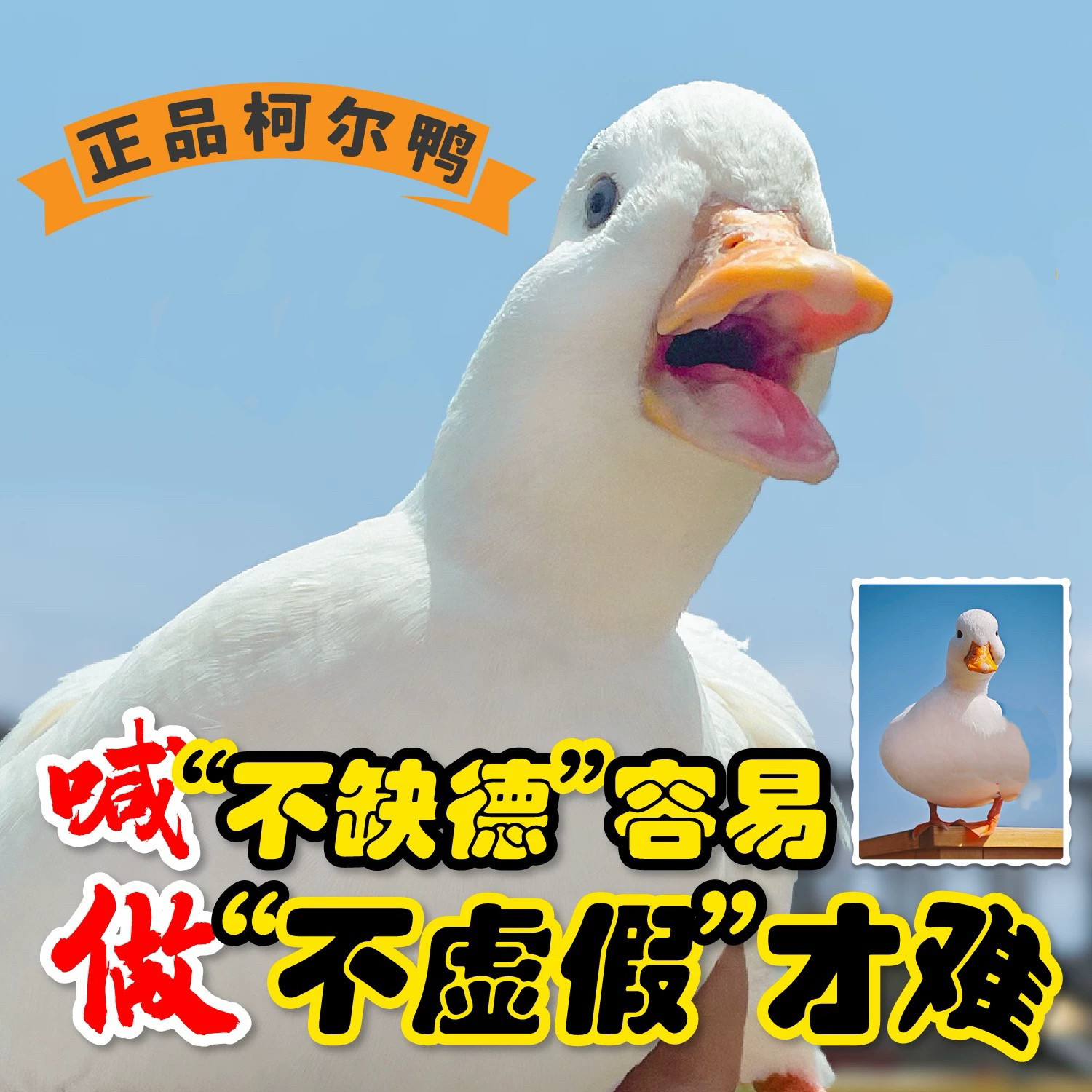 柯尔鸭活宠物幼崽网红鸭子柯尔鸭一公一母可达鸭纯种青年成年S级,宠物/宠物食品及用品,宠物鸭,淘宝优惠券,粉丝福利购,淘宝优惠卷