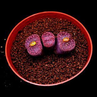 七彩花苑多肉植物潘杏科生石花紫柘榴C393A屁股花石头花石生花