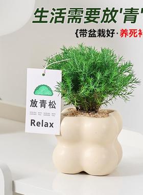 放青松绿植雾凇办公室桌面情绪解压植物雾松盆栽四季常青好养轻松