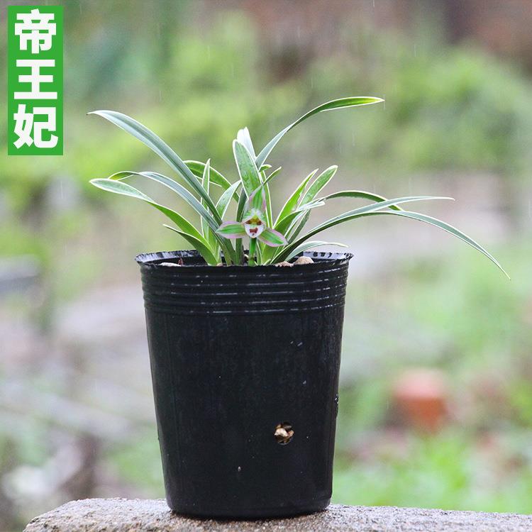 兰花建兰帝王妃四季兰好养兰花苗金边叶艺夏季带花苞浓香