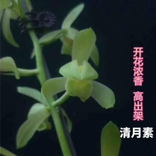浓香型花苞花苗蕙兰内外阳台花卉