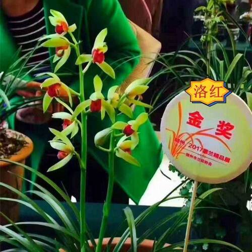 花苞兰花蕙兰新品内外阳台盆栽带