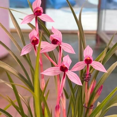 带花苞新店开张新品色花【保山红】兰花苗花卉室内外懒人盆栽