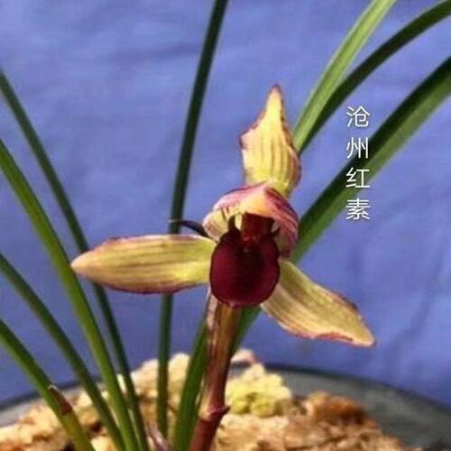 浓香型花苞兰花大全春兰沧州盆栽