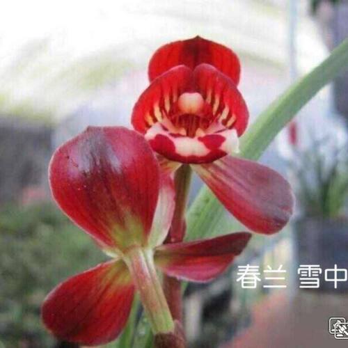 花苞花苗春兰雪中内外阳台盆栽带