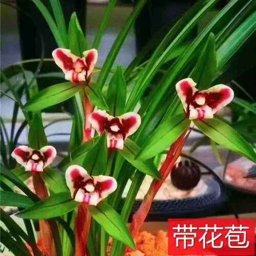 浓香型花苞开花春兰新品玉兔内外