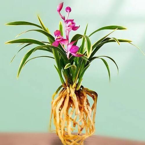 建兰盆栽水培金边矮种兰花苗【粉桃佳人】室内外绿植物庭院花卉