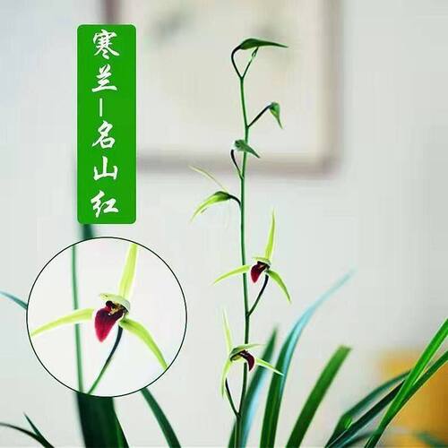 浓香型将上自然种植兰花名山内外