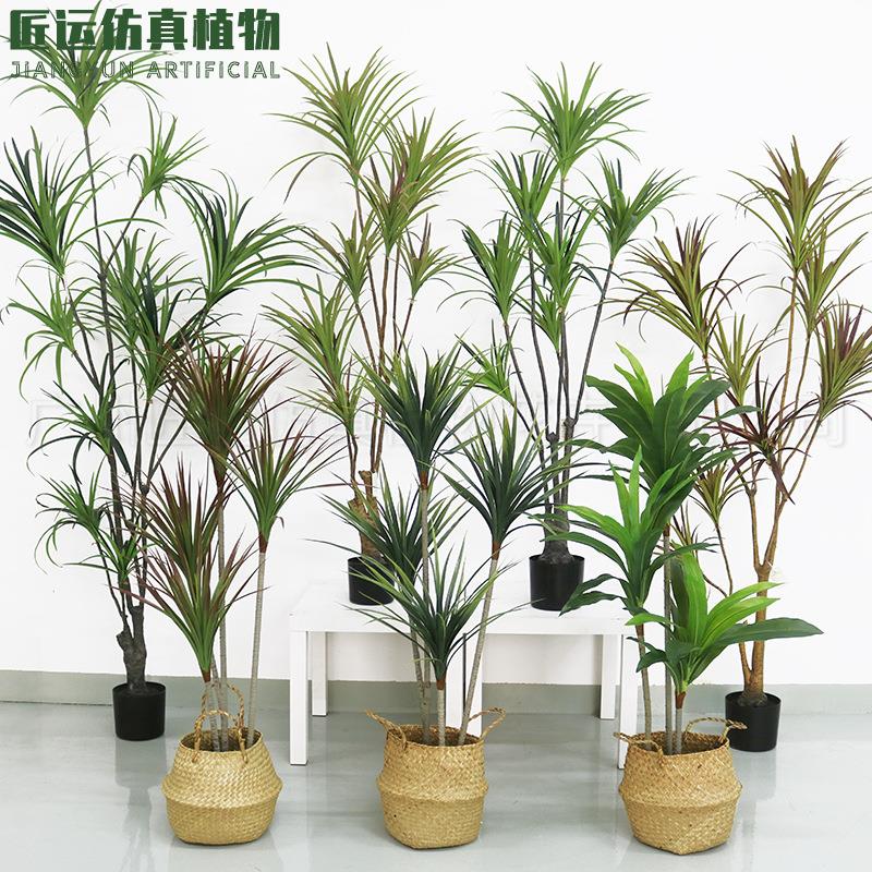 匠运仿真铁树盆栽红叶巴西铁 热带沙漠植物造景仿真千年木龙铁树