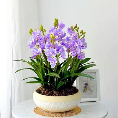 开花机器一杆多花兰花建兰【紫气东升】室内外绿植盆栽花卉