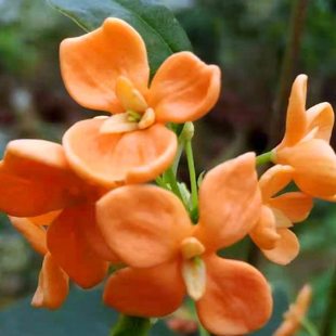 原生高杆红天香台阁四季开红花日香桂丹桂佛顶珠树桩一物一拍包活