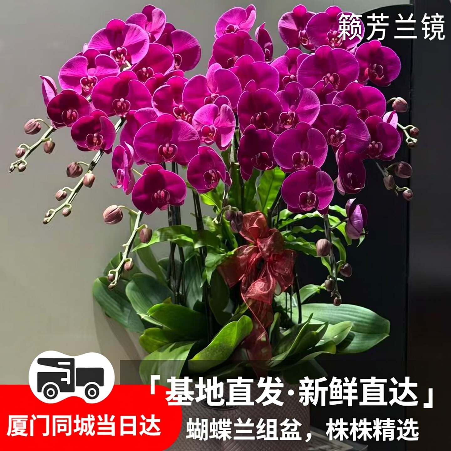 厦门同城蝴蝶兰大盆栽带花苞多花头客厅花卉年宵花开业乔迁送礼