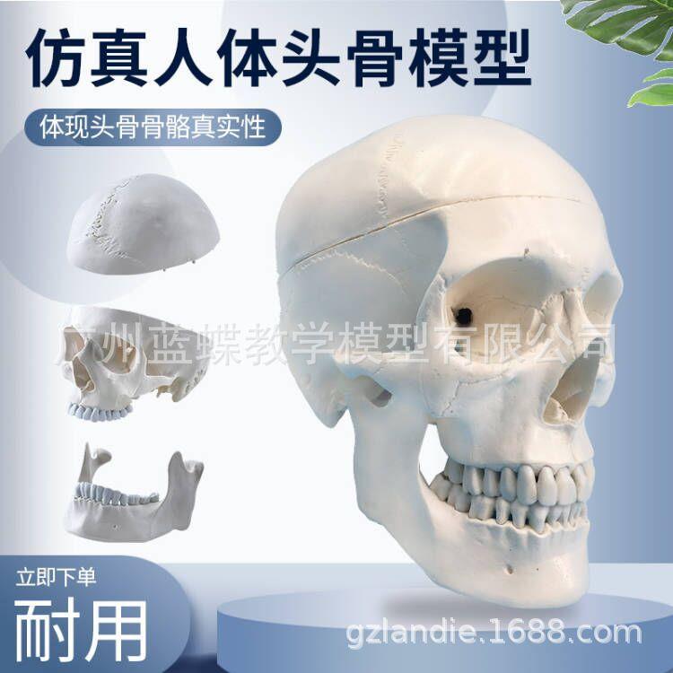教学仿真1:1自然大头颅骨标本 头颅解剖 仿真骷髅 标准头骨模型