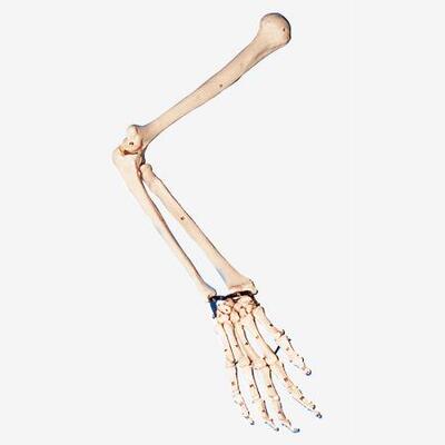 手臂骨、肩胛骨、锁骨模型A11123