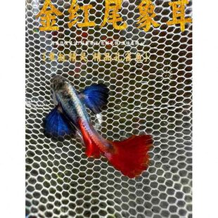 白金红尾象耳孔雀鱼小型观赏鱼热带鱼大尾巴鱼缸凤尾鱼草缸