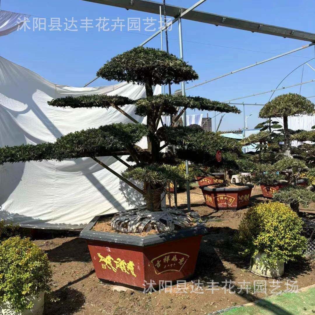 罗汉松景观树对节白蜡，亮晶女贞别墅庭院工程造型树基地专车直发
