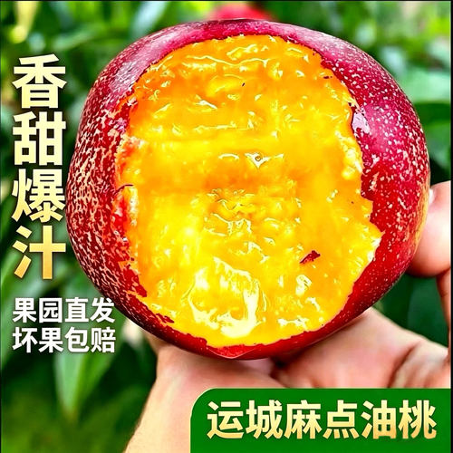 运城麻点油桃脆甜香甜现摘现发