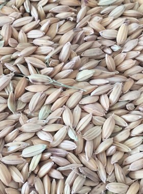 鸡饲料稻子稻谷50斤新杂交早稻早谷壳种喂鸡便宜低价鸽子鸟类饲料