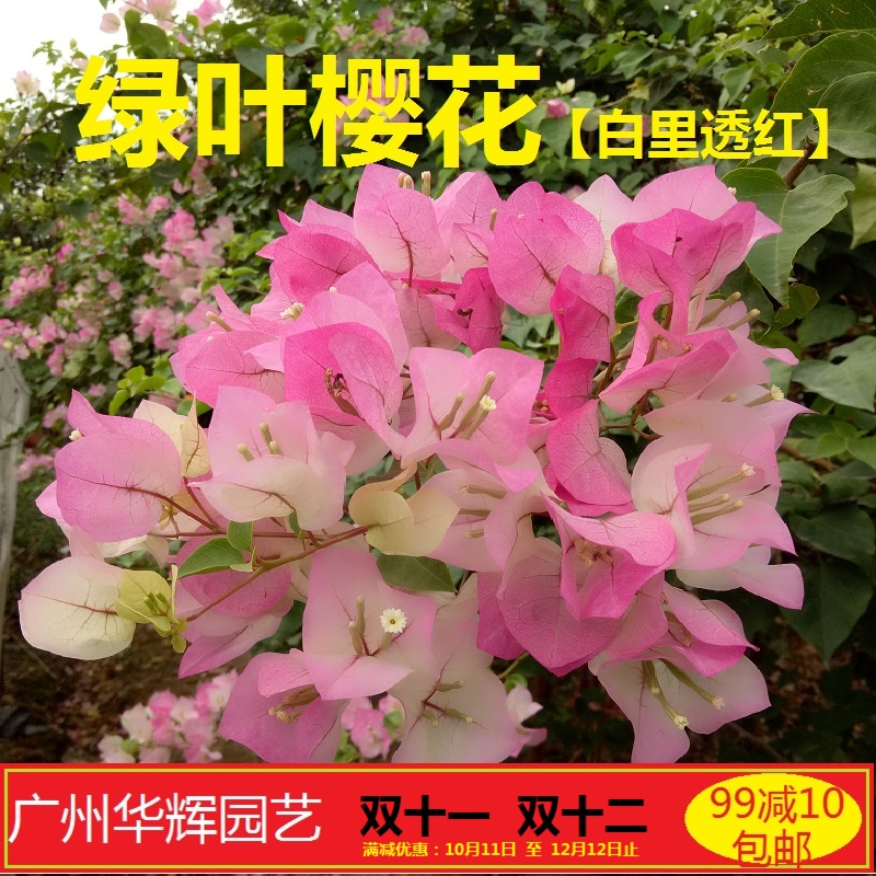 勤花绿樱三角梅单重瓣鲜花攀爬藤植物带花盆客P厅庭院四季开花包