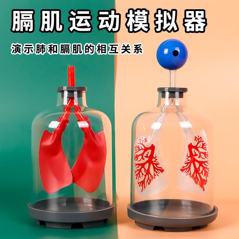 膈肌运动模型人体肺气体交换模型教具大号教师演示用肺呼吸模拟器