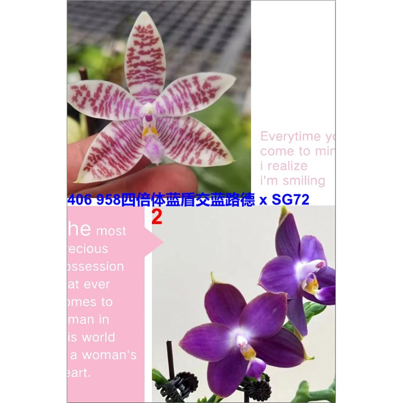 406 (蓝盾交蓝路德)zx (荧光硬地狗交反射龙)