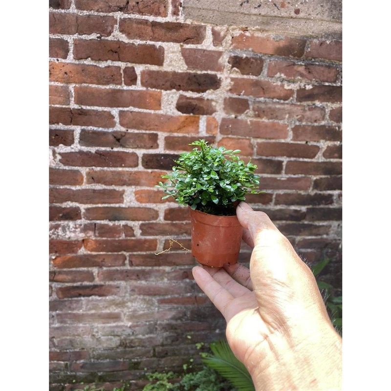 小叶九里香造型提根老桩盆栽掌上微盆景迷你小绿植