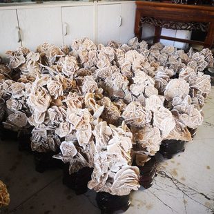 精品沙漠玫瑰原石摆件矿物晶体奇石观赏石原石自然石画面石收藏