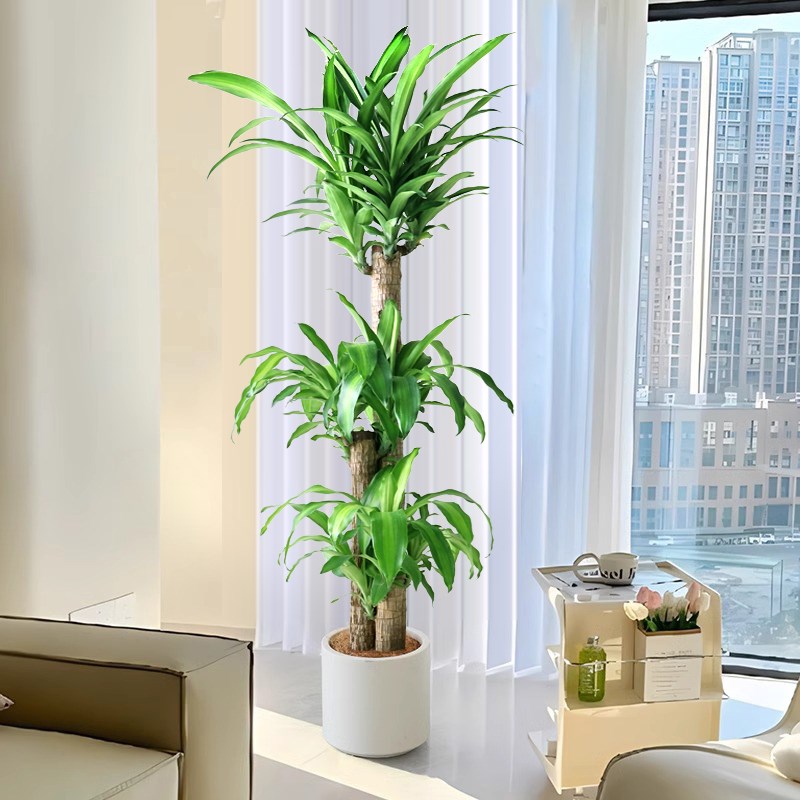 老桩巴西木盆栽龙血树办公室真绿植大型盆景幸运木客厅高级感植物