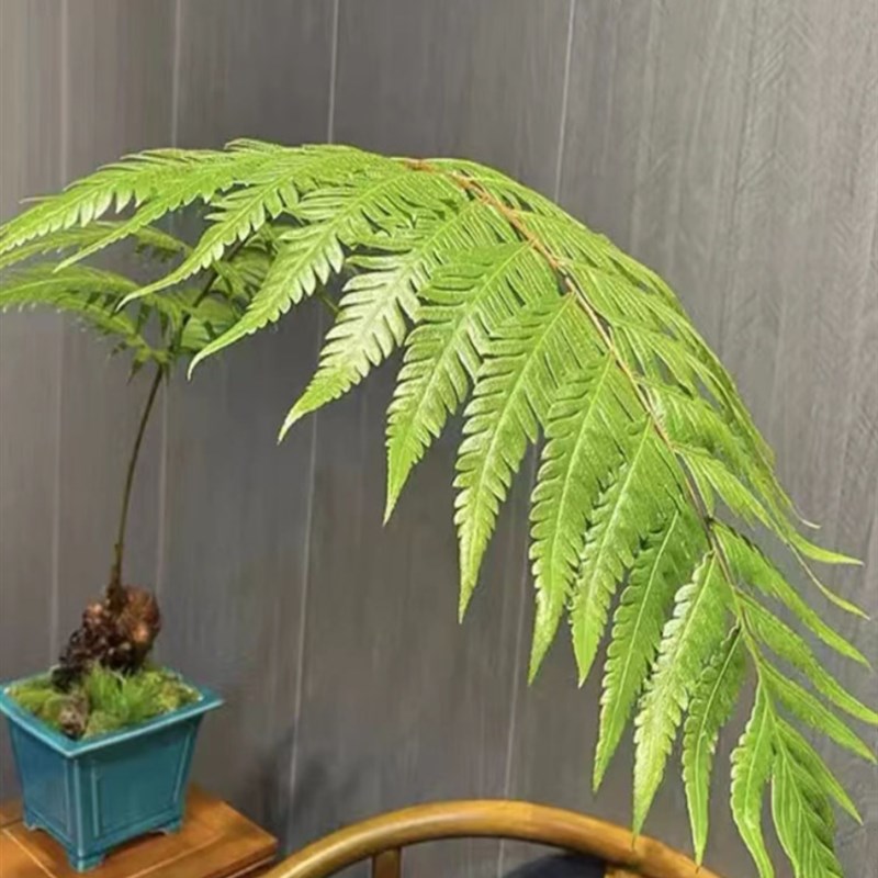 网红金丝霸王蕨毛猴狗脊一叶红磷鳞H老桩大型蕨类中式绿植盆景