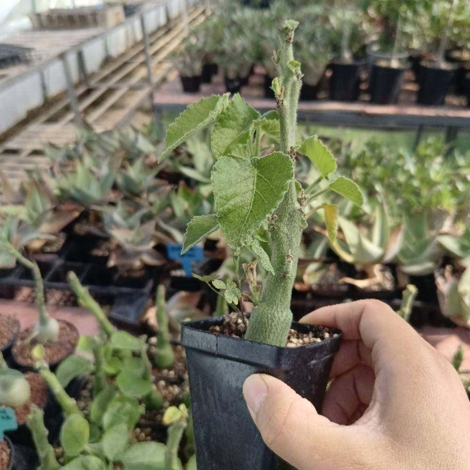 圣果西番莲 Adenia keramanthus 潮流块根多肉盆栽植物,3C数码配件,其它配件,淘宝优惠券,粉丝福利购,淘宝优惠卷