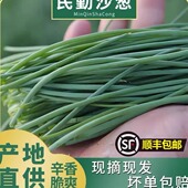 西北特菜 包邮 甘肃特产民勤新鲜沙葱 顺丰
