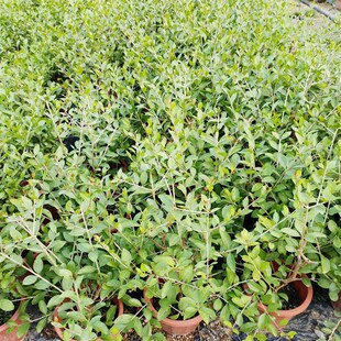 指甲花树苗散沫花海娜花阳台庭院开花浓香小桂花老桩盆栽地栽植物