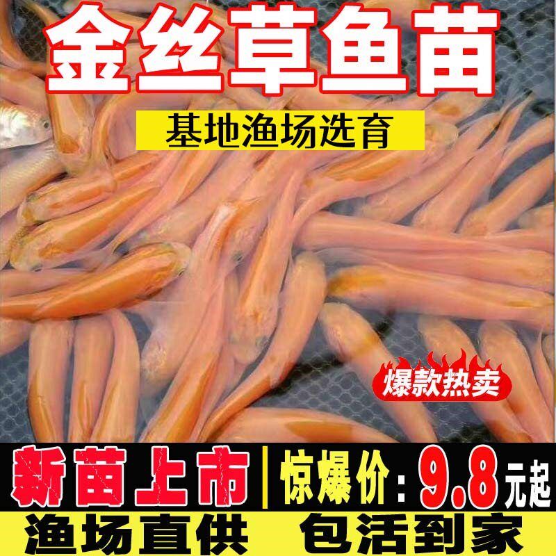俄罗斯金草鱼苗淡水养殖草鱼苗花鲢白鲢鲫鱼苗丁桂鱼苗金丝草鱼苗