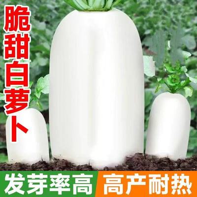 九斤王特大萝卜种子种籽夏秋季四季蔬菜孑子籽种白皮水果秋冬季白