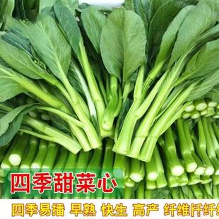 广东四九菜心种子红菜苔白菜苔四季蔬菜种籽孑增城迟青菜菜籽