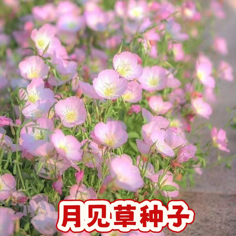花卉美丽月见草月见草种子草种子夜来香种子多年生驱蚊草阳台盆栽