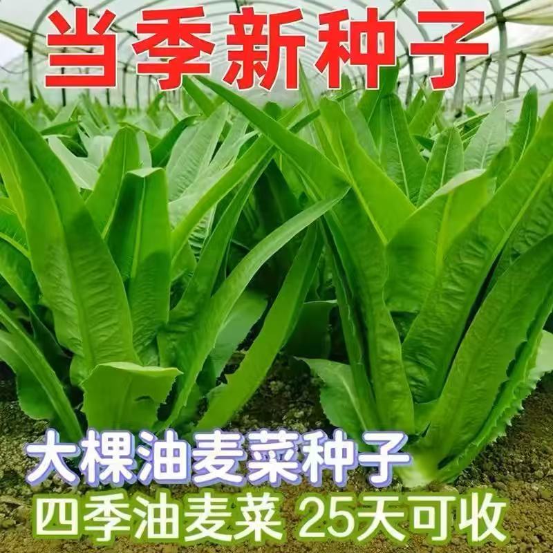 油麦菜种子大叶耐热四季农家阳台盆栽春季油麦菜大颗蔬菜种子大全