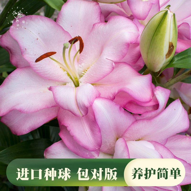 球朵朵荷兰进口百合花阳台爱莎幸运一号眼线盆栽鲜花绿植,鲜花速递/花卉仿真/绿植园艺,种球/裸根,淘宝优惠券,粉丝福利购,淘宝优惠卷
