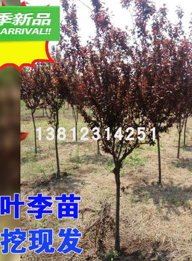 紫叶李红叶李树苗绿化苗木红叶李紫叶李小苗工程庭院别墅彩叶
