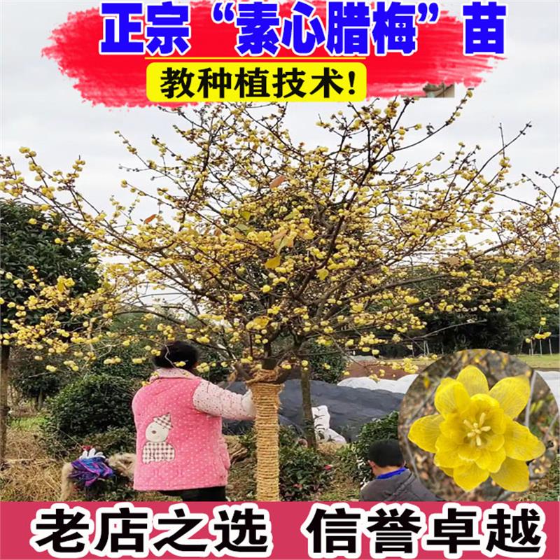 腊梅花树苗庭院地栽耐寒冬季开花桌面绿植