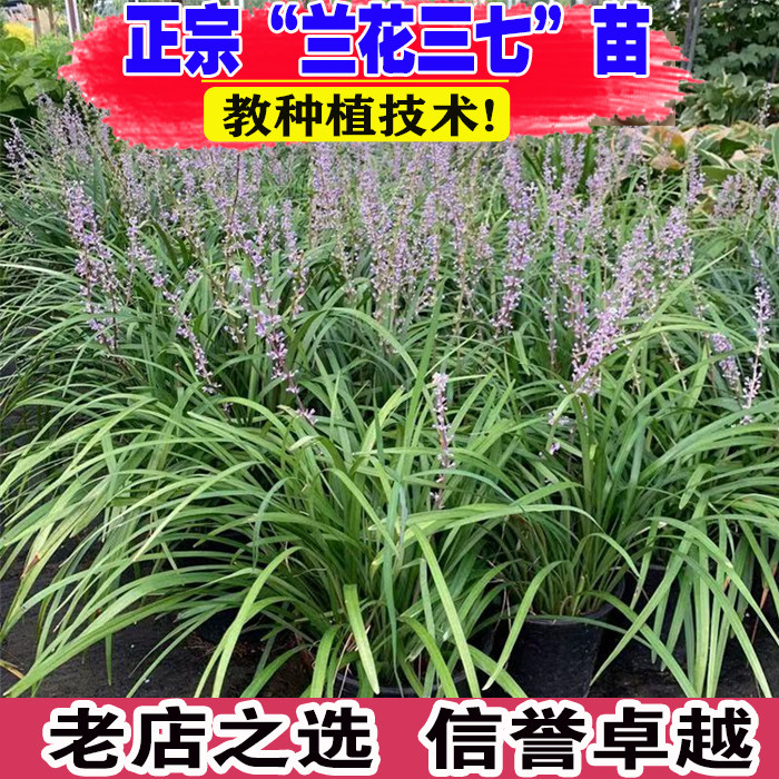 兰花三七苗草苗阔叶麦冬草长宽叶麦冬草庭院植物耐寒四季常青耐阴图片