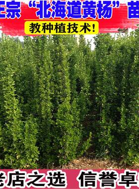 北海道黄杨冬青树苗篱笆墙围墙绿篱四季耐寒绿植丛生大叶绿化苗木