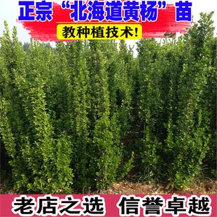 北海道黄杨冬青树苗篱笆墙围墙绿篱四季耐寒绿植丛生大叶绿化苗木