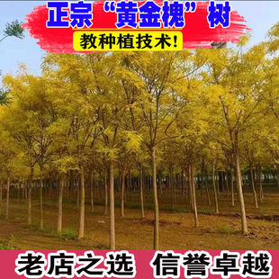 嫁接金枝槐黄金槐黄金庭院绿化树苗木行道树乔木银杏树活树种苗树