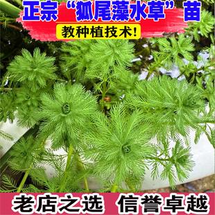 粉绿狐尾藻水草浮水芙蓉水葫芦大聚藻净化水质挺水生植物池塘水培