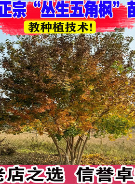 绿化苗木丛生五角枫树精品庭院行道树丛生五角枫树苗大树苗元宝枫