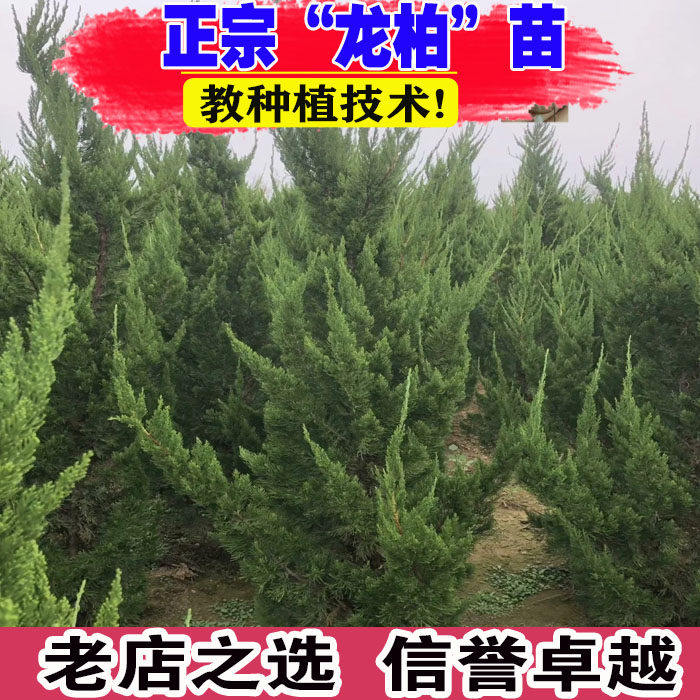 龙柏苗龙柏树苗小龙柏球蜀桧塔柏侧柏蜀块地柏宝塔松树苗四季长青