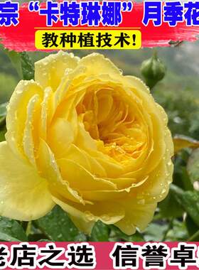 黄色浓香切花玫瑰花苗卡特琳娜阳台月季花盆栽花园花卉绿植物四季