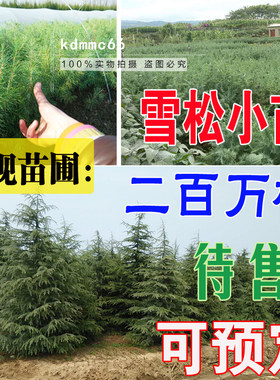 雪松树苗雪松小苗宝塔松四季常青圣诞树庭院绿化苗南方北方种植